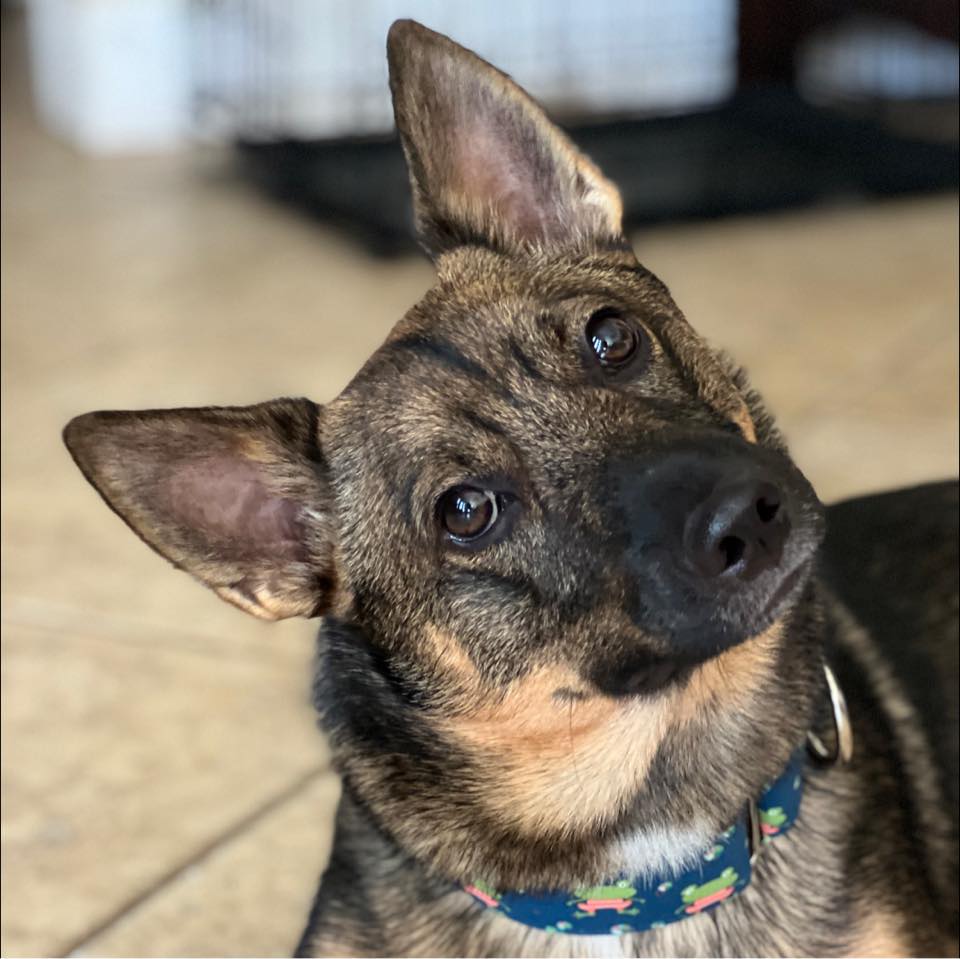 Kirby the Swedish Vallhund dog with his head tilted to the left